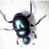 A Canthon Dung Beetle 6 pack on a white surface.