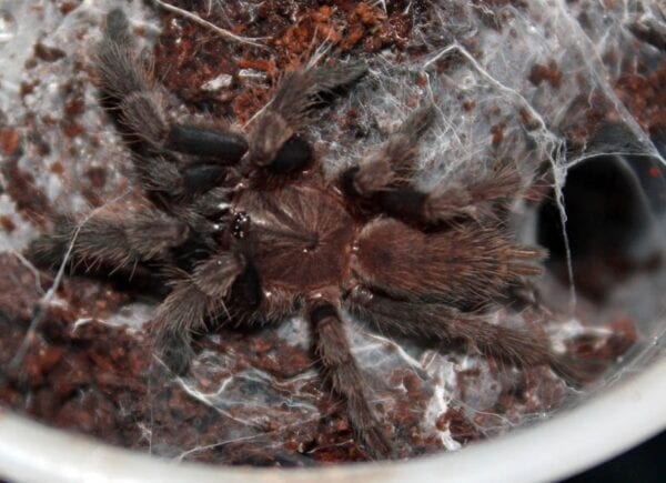 A Chilobrachys fimbriatus is sitting in a cup of dirt.