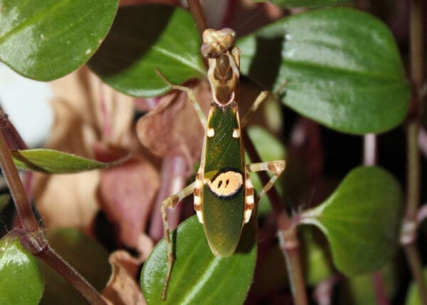 An Indian Flower Mantis on a leaf.