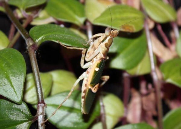 An Indian Flower Mantis perched on a plant.