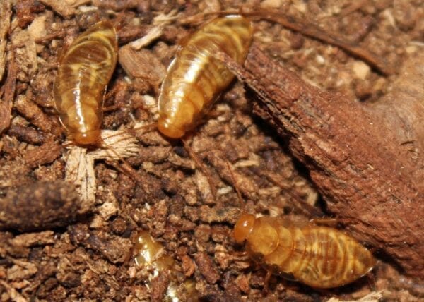 A group of Cryptocercus Cockroaches on the ground.