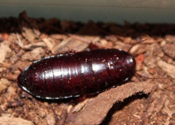 A black and brown Cryptocercus Cockroach is sitting on the ground.