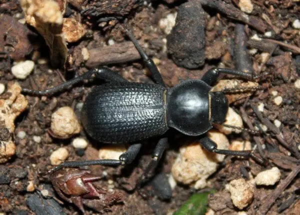 A Rough Death Feigning Beetle in Black Color