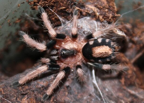 A black and white Cyriocosmus ritae sitting on top of some dirt.