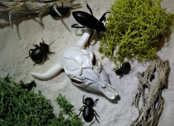 Desert Beetle Sampler With White Sand