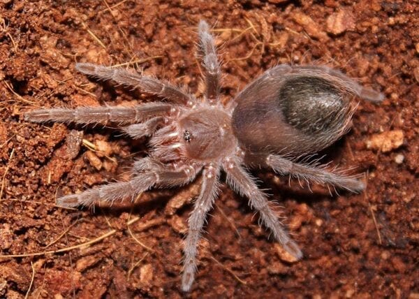 A Pink Zebra Beauty Tarantula is sitting in the dirt.