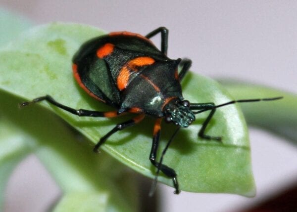 A Florida Predatory Stinkbug sitting on a green leaf.