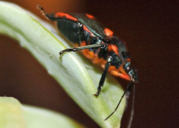 A Florida Predatory Stinkbug sitting on a leaf.