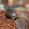 An image of Orin's Scrub Millipede, a black worm in the dirt.