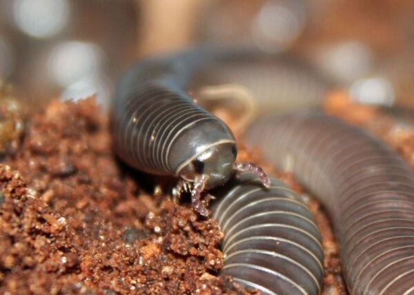 An image of Orin's Scrub Millipede, a black worm in the dirt.