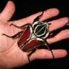 A person holding Goliath Beetle male in hand