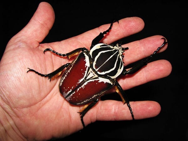A person holding Goliath Beetle male in hand