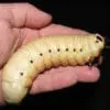 A person's hand holding a Goliath Beetle Larva L3.