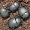 A group of Dung Beetle Samplers in the dirt.