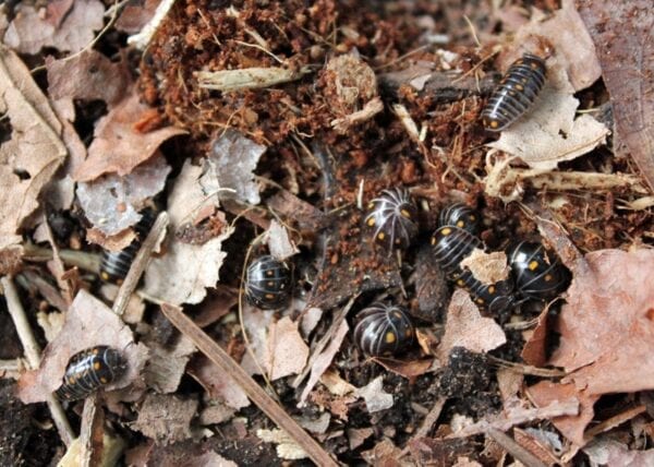A group of spotted pill millipedes laying on the ground.