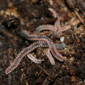 striped feather boa millipede