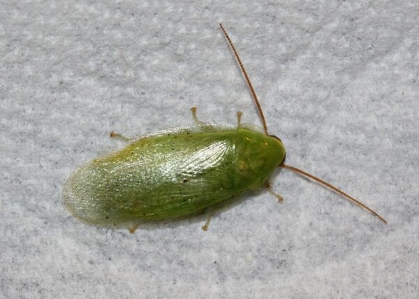 A Green Banana Roach sitting on a white cloth.