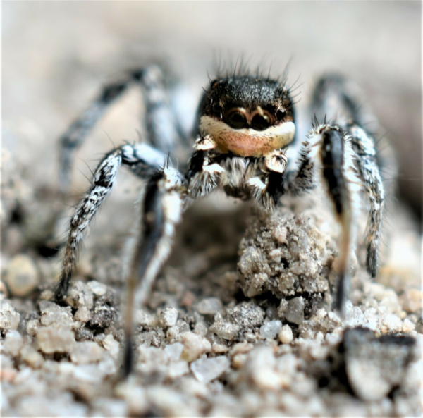 Habronattus tarsalis