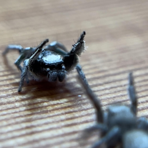 Jumping Spiders For Sale - Affordable Shipping - Phidippus Regius – Spiders  Source