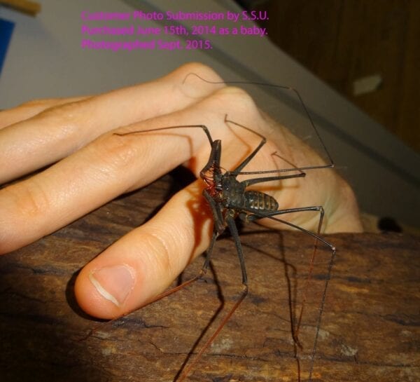 A person is holding a Heterophrynus batesii Whipspider on their hand.