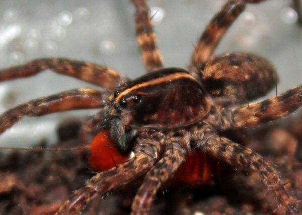 A Tigrosa helluo is eating a red ant.