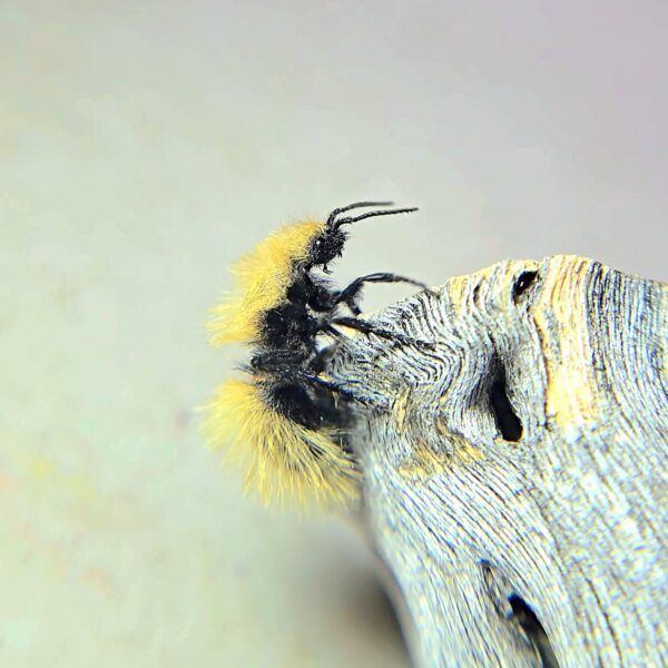 Fuzzy insect on piece of wood.