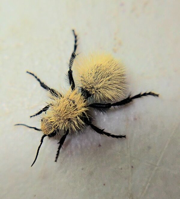 Fluffy yellow antlion on surface.