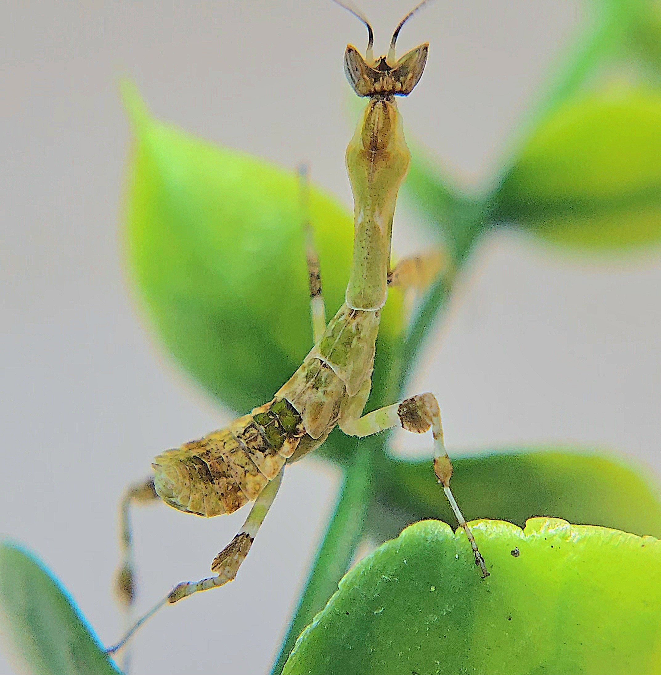 Kenyan Flower Mantis - Image 2