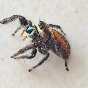 Phidippus clarus Captive Bred Spiderling