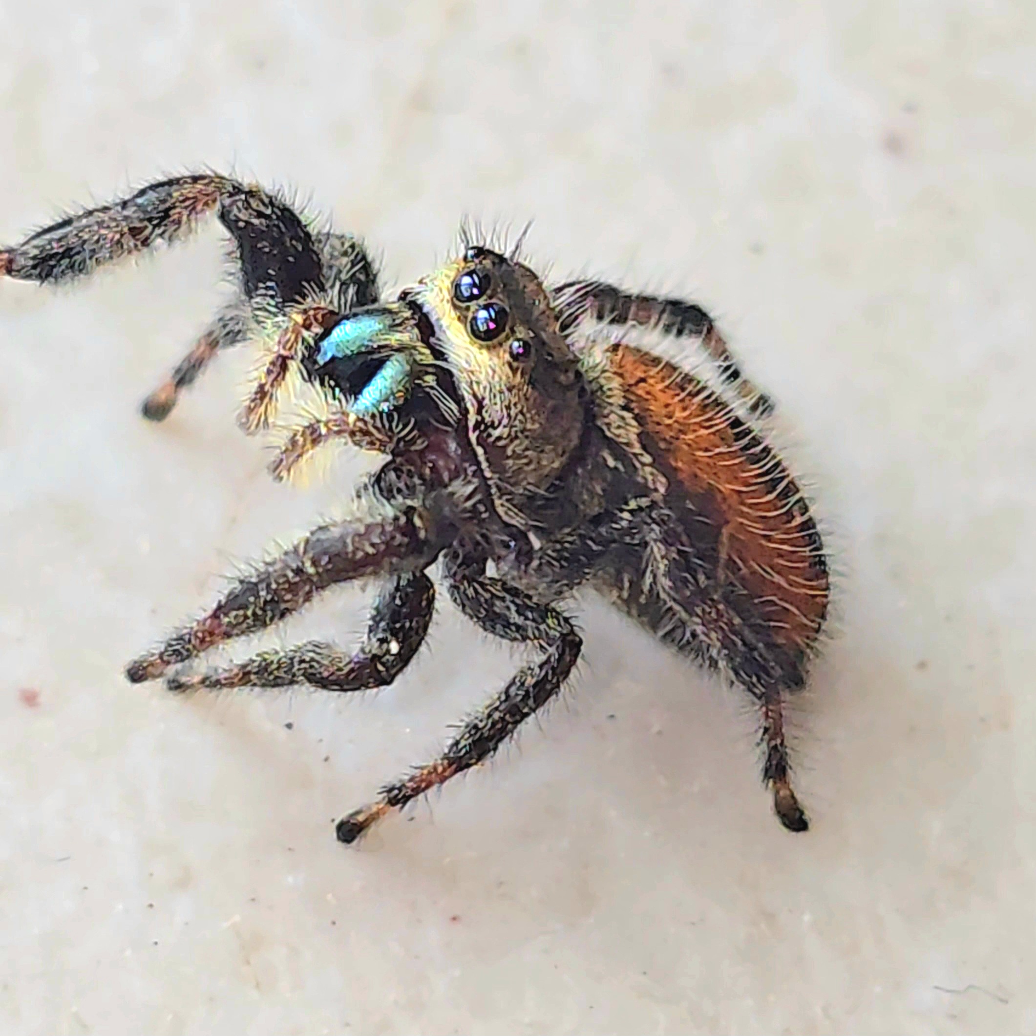 Phidippus clarus Captive Bred Spiderling
