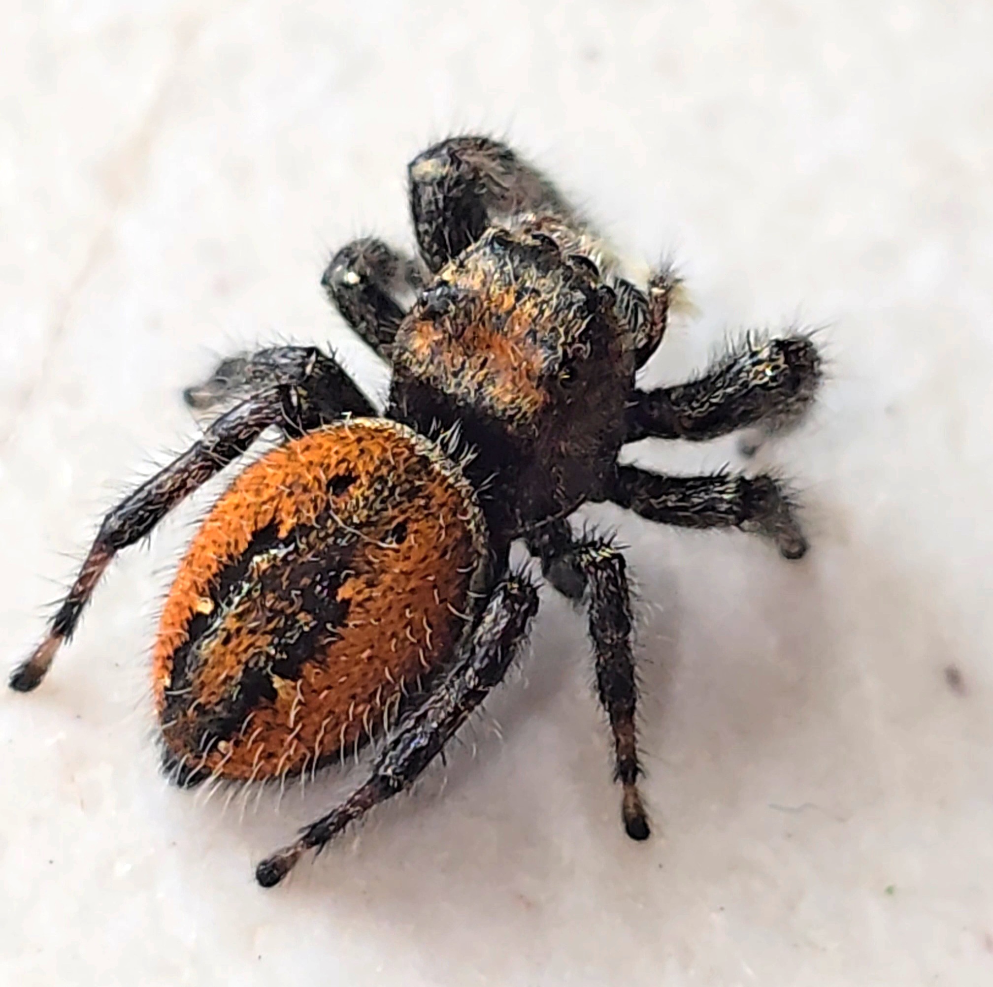 Phidippus clarus Captive Bred Spiderling - Image 6