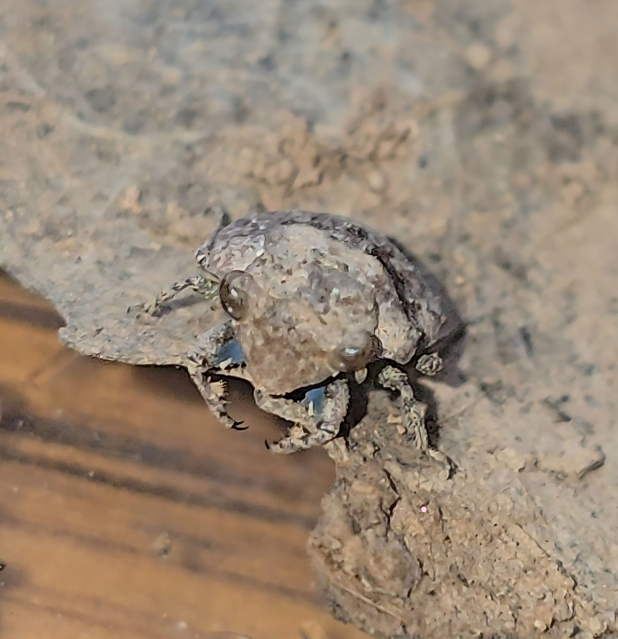 Toad Insect Toad Bug - Bugs In Cyberspace