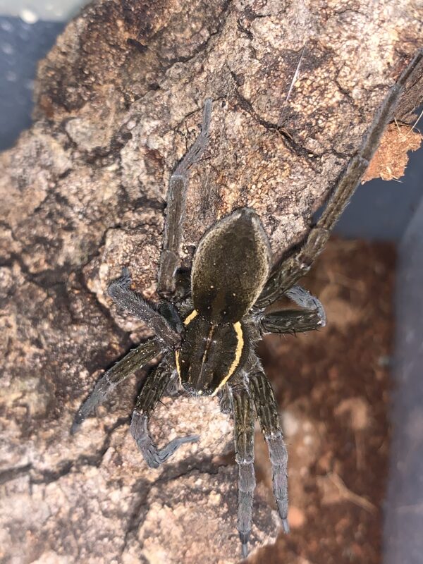 Six-spotted Fishing Spider