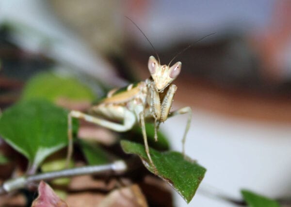 An Indian Flower Mantis on a leaf.