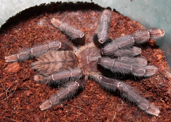A Lampropelma Borneo Black is sitting in a pot of dirt.