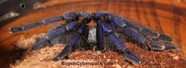 A Large Singapore Blue tarantula in a brown pot.