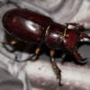 A Red Brown Stag Beetle Adult Male on a black background.