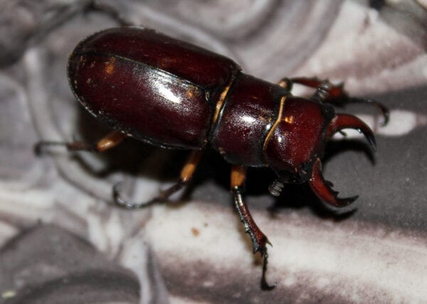 A Red Brown Stag Beetle Adult Male on a black background.