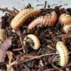 A group of Motyxia Bioluminescent Millipedes in a container of dirt.