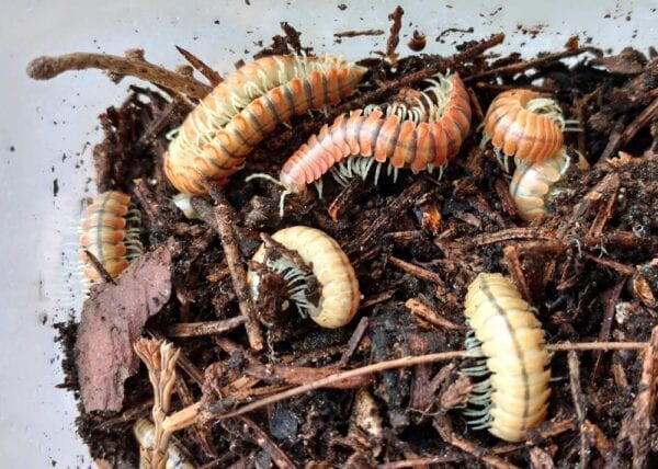 A group of Motyxia Bioluminescent Millipedes in a container of dirt.