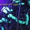 Glow in the dark caterpillars and Motyxia Bioluminescent Millipedes under UV light.