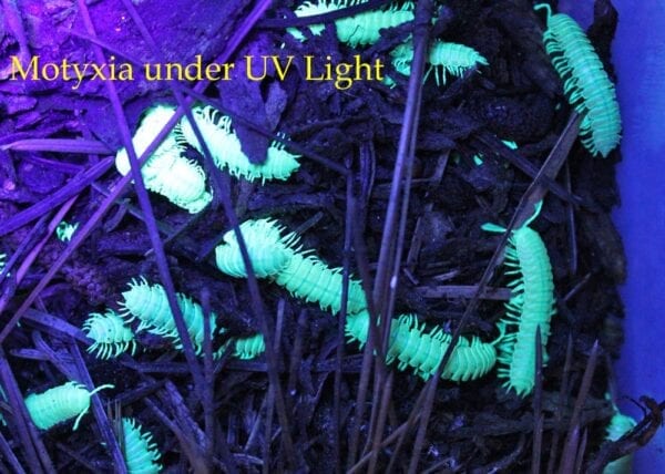 Glow in the dark caterpillars and Motyxia Bioluminescent Millipedes under UV light.