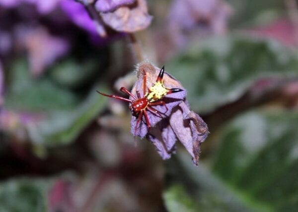 An Arrowshaped Micrathena sits on a purple flower.
