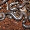 Orin's Scrub Millipede wriggling in the dirt.