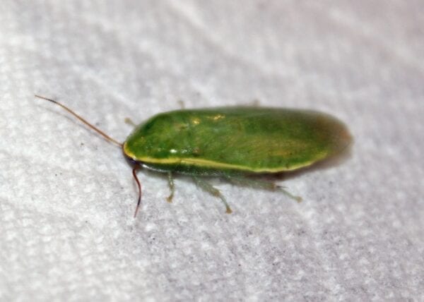 A Green Banana Roach sitting on a white cloth.