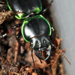 A green and black Christmas Warrior Beetle is sitting on top of some dirt.