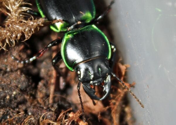 A green and black Christmas Warrior Beetle is sitting on top of some dirt.