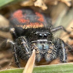 Phidippus johnsoni