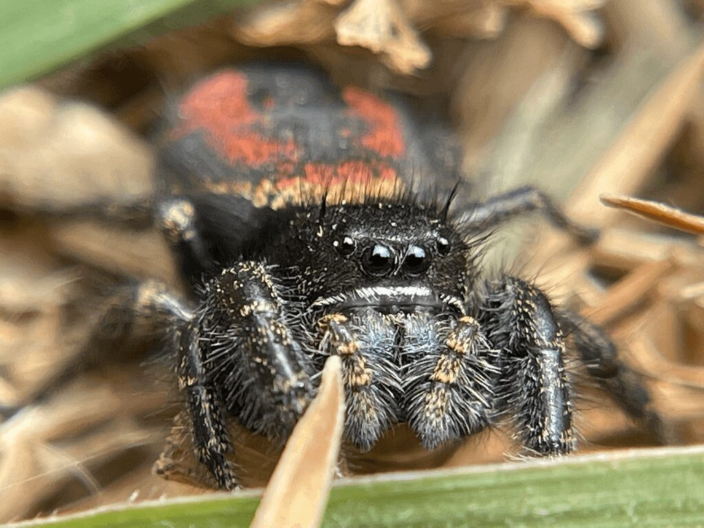 Phidippus johnsoni