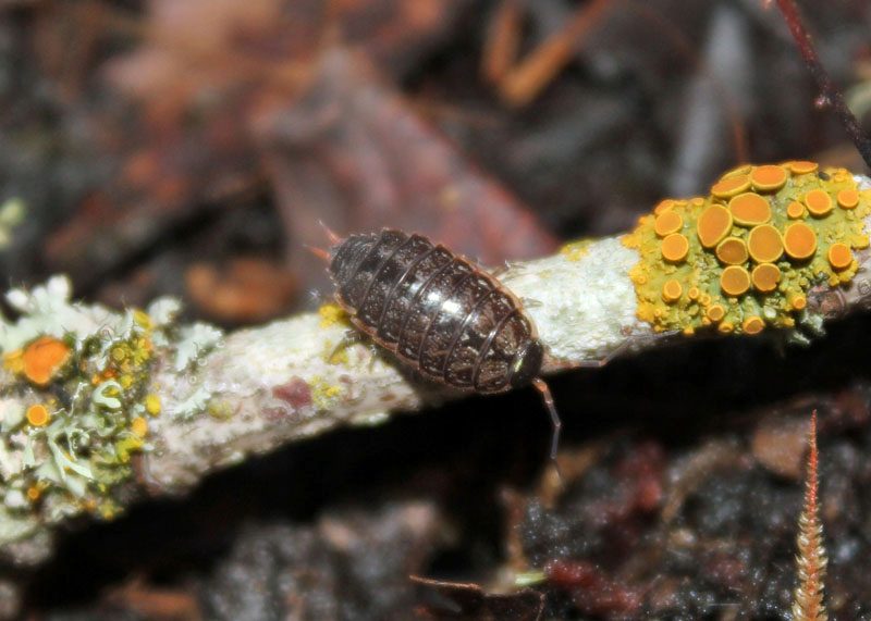 A small bug sitting on a branch with Fast Isopods on it.